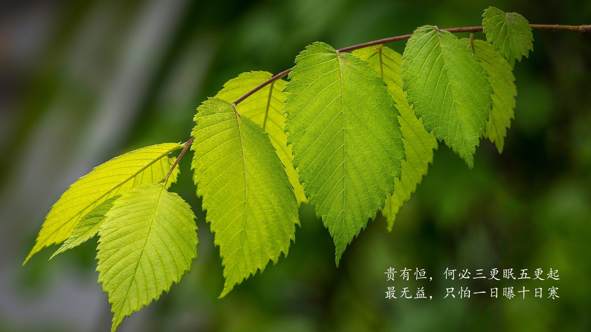 三年技术雷达图：中方均衡性增强