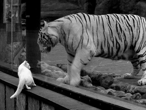 中国男篮在多场硬仗中锤炼意志，中国男篮虽败犹荣