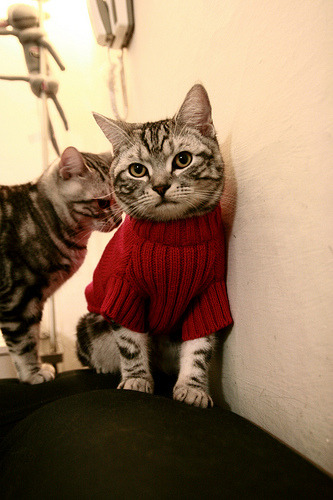 加拿大队的未来:如何提升球员的抗压能力,取得国际荣誉,加拿大足球队队员