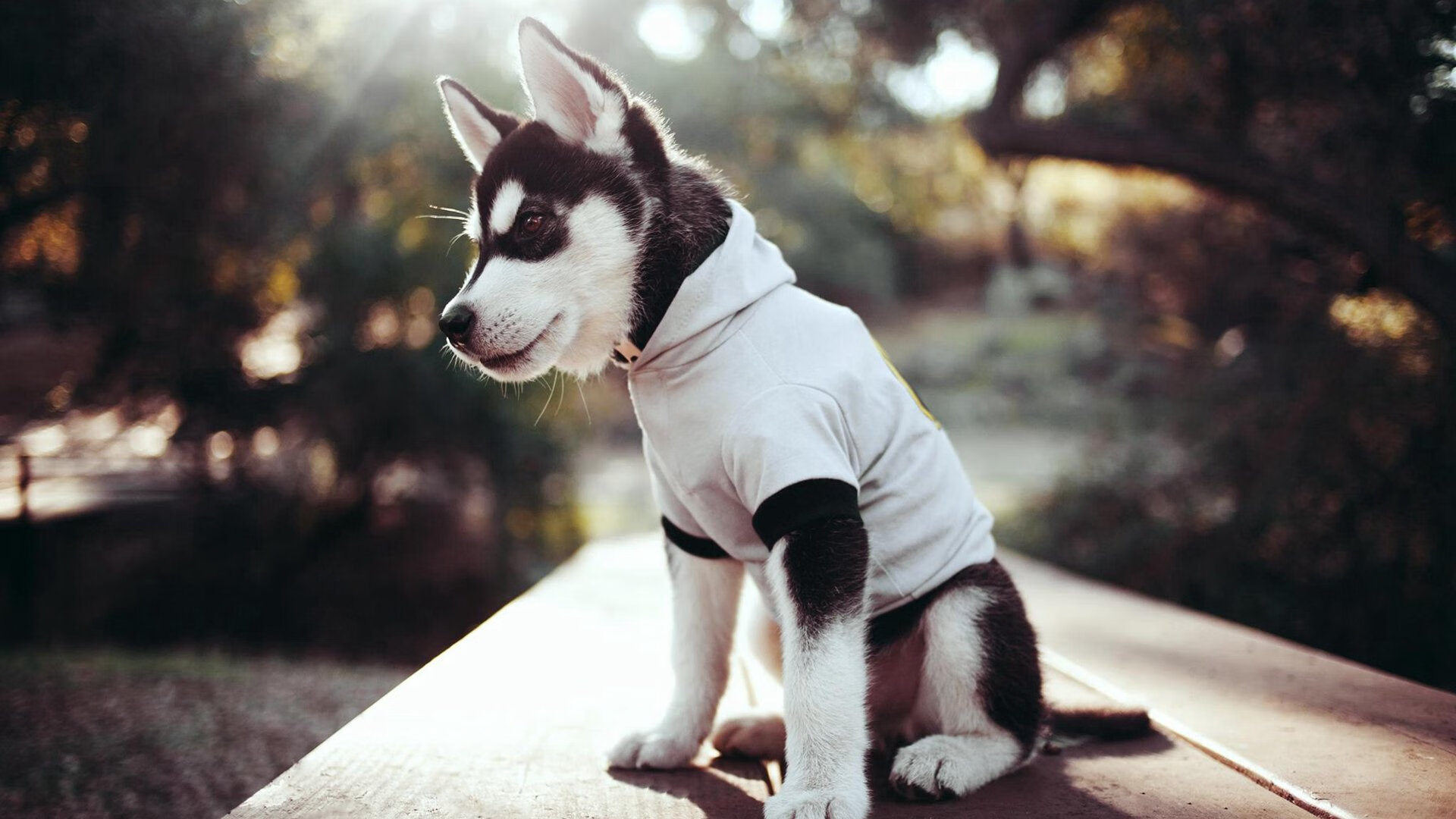 速度爆发点与划频关系深度分析,什么是速度和爆发力