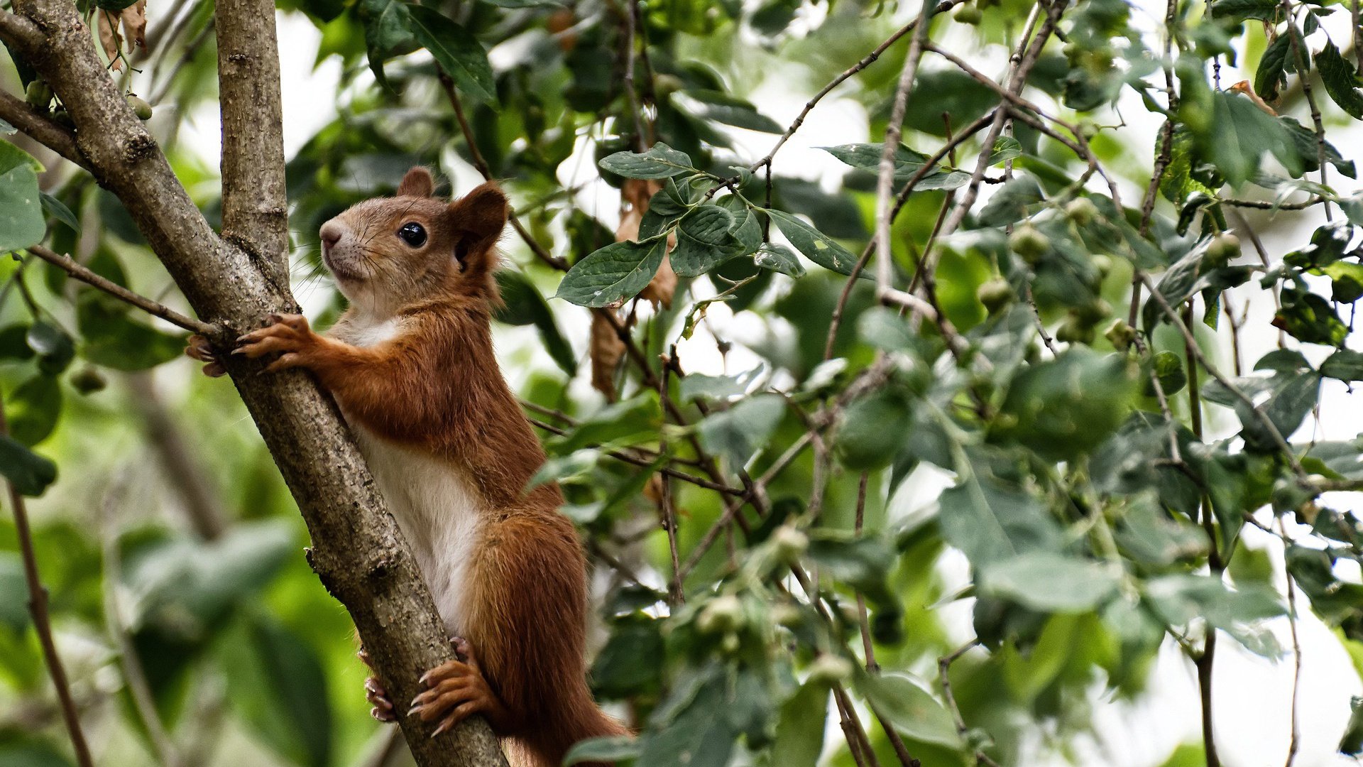 高压防线成功压制对方前插,高压线怎么做防护