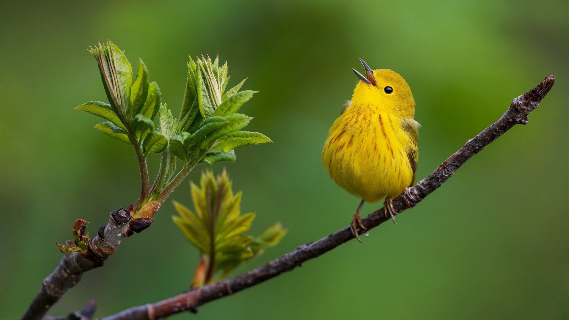 中国羽协宣布全国青少年分站赛恢复举办,中国青少年羽毛球队