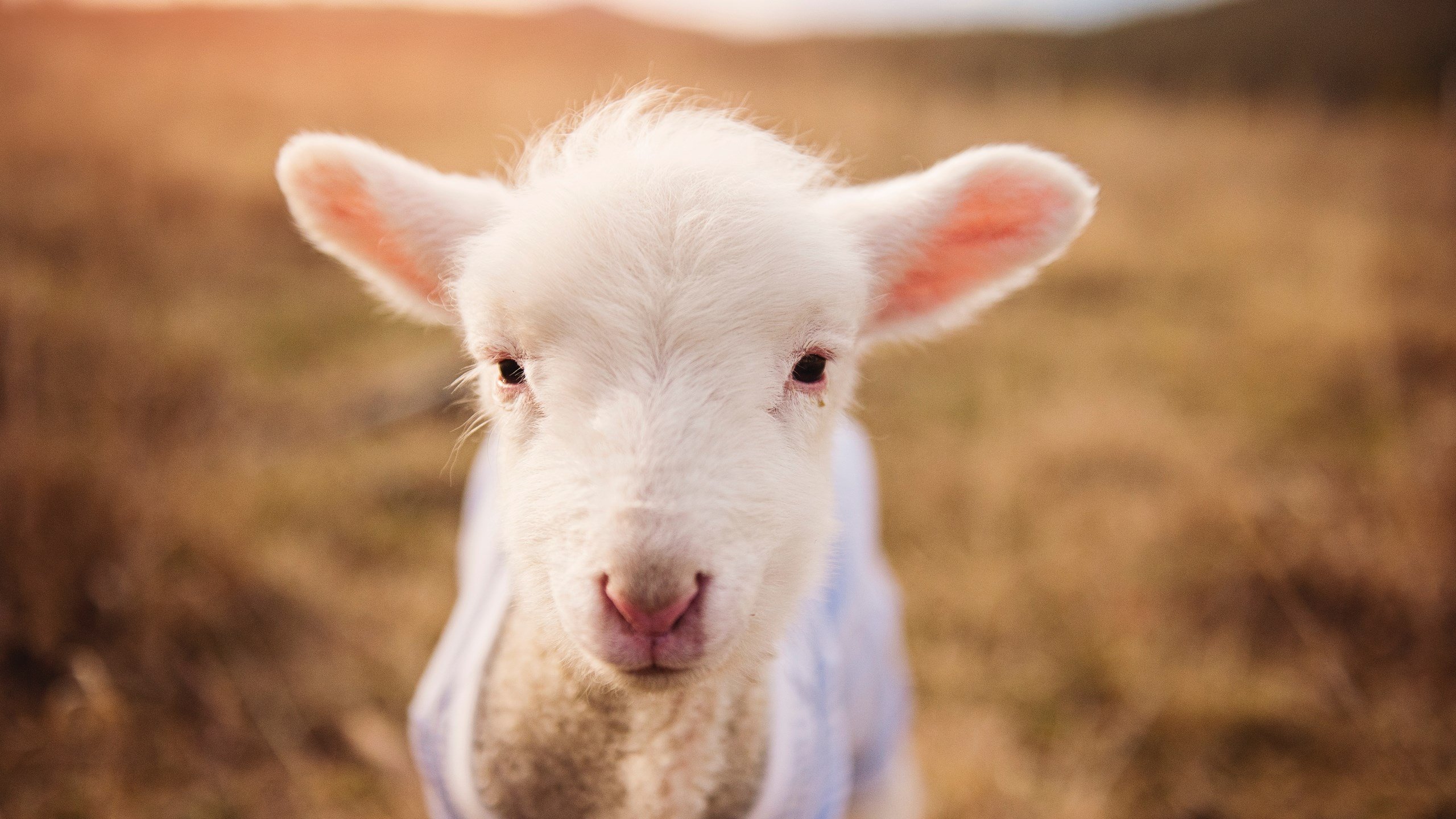 乌干达男篮在非洲预赛中持续奋战,崛起势头不可阻挡,乌干达篮球水平