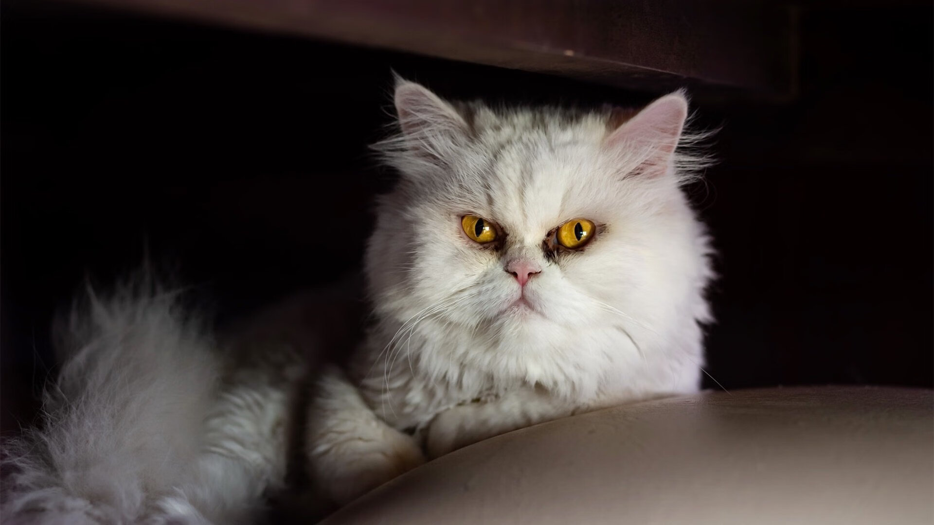 俱乐部主席换人,经营理念焕然一新,俱乐部主任岗位职责