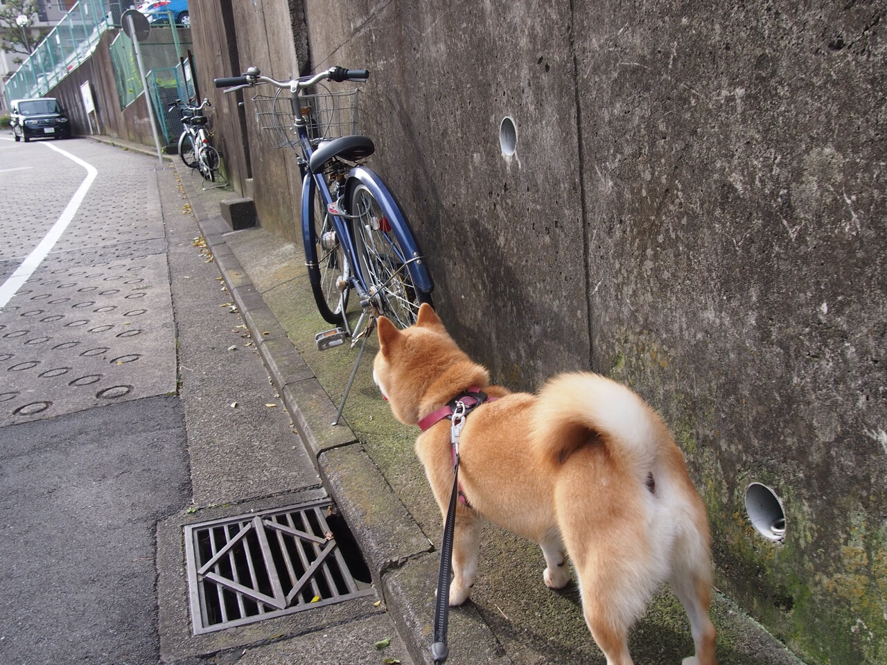 国际足球联盟合作推动足球运动全民普及,国际足球联合会的成立以及它的宗旨