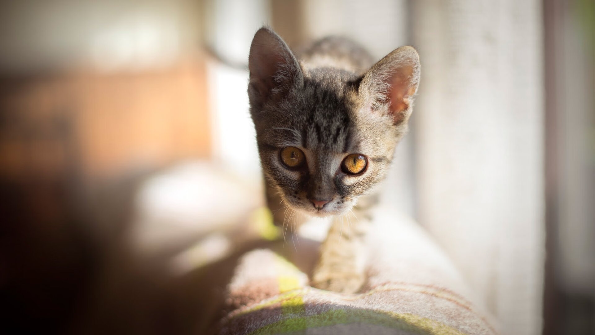 CBA是否推动设立女性球迷参与体验日项目，cba球星比赛中女友场边观战