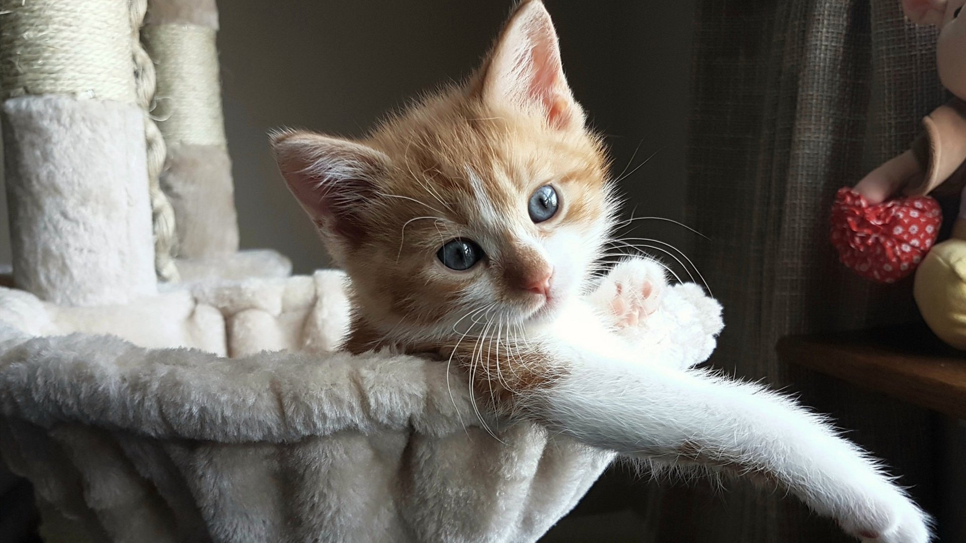 爱游戏娱乐平台-“伊万·戈梅斯的强攻反击与协同配合，帮助阿根廷美洲狮队逐步扩展影响力”